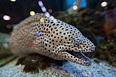 小岛秀夫称AI是有用的工具 不会对创作构成威胁